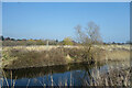 Buss Creek and Botany Marshes