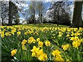 Daffodils in Sheffield Botanical Gardens