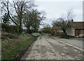 Snowdrops (2)  country  lane  out  of  Octon