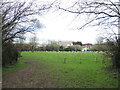 Small tree plantation near Nailsea