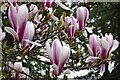 Magnolia flowers