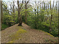 Bank between Ifield Brook and Ifield Mill Stream