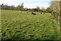 Sheep grazing on te edge of Ravensthorpe