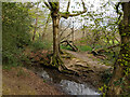 Tree by Ifield Mill Stream