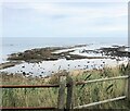 Rock platform at Beadnell