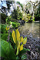 SH7971 : Skunk Cabbage in the Dell by Andy Waddington