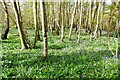 TR0054 : Tennant Wood, Badlesmere by pam fray