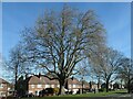 Large tree, Thorne Road, Doncaster