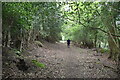 Woodland footpath