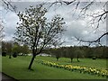 Daffodils and Lake in Lawn Park