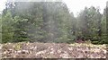 NH5381 : Lodgepole pine, Glac an t-Seilich by Richard Webb