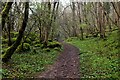 SD5678 : Cloughs Wood by Chris Heaton