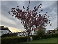 Cherry tree in Silver Jubilee Park, Kingsbury