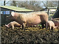 White Row Farm - Pig