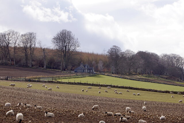 Sheep in a field near Loch of Skene 
