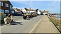 Trekking with alpacas, Wells-Next-The-Sea