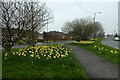 Daffodils beside Heath Moor Drive