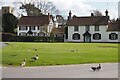 Ducks and Geese in Bishop Burton