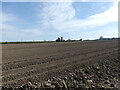 Potato field with Church in background