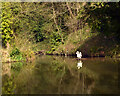 A swan where Red Beck joins the Calder and Hebble Navigation