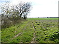 Track to cereal field beside hedge