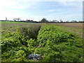 Overgrown ditch