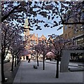 SP0686 : Brummie Hanami, Oozells Square by A J Paxton