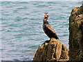 Cormorant at Mevagissey