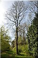 Lone tree on the footpath