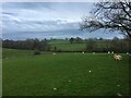 Sheep grazing near Cynhinfa