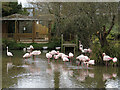 Flamingos at Birdland, Bourton-on-the-Water