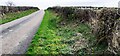 NY4171 : Rural road north of Oakshaw Hill with celendine on verge by Luke Shaw