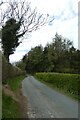 Plantation along Kirkby Moor Road