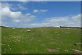 Sheep field and path to Greygarth Monument