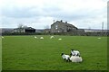 Lamb standing on mum