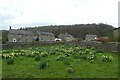 Daffodils in Wath