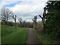 Pollarded trees, King George