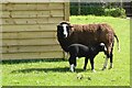 SO7941 : A ewe and lamb  by Philip Halling