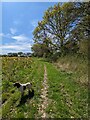 TL7821 : Footpath from Ashes Road towards Lanham Farm Road byway by David Morgan