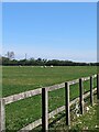 TL7922 : Lambs, sheep and wooly fences by David Morgan