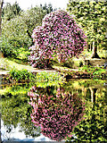 T2487 : Rhododendron Reflection by kevin higgins