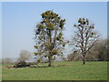 Mistletoe in trees near Brockley