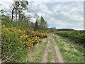 Track and Gorse in Sherwood Forest