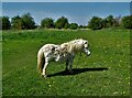 Little horse at Rostholme