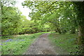 Wooded footpath