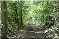 Wooded bridleway