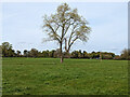 Tree in field east of Ifield Court