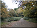 Path east of Blackroot Pool, Sutton Park (1)