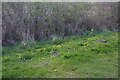 Celandines on Elloughton Hill