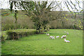 Lambs with their mothers near Ladywood Farm